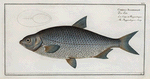 Cyprinus Buggenhagii, The Buggenhagen's-Carp.