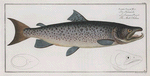 Salmo Salar Mas,  The Male-Salmon.