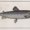 Salmo Goedenii, The Goeden's Salmon.