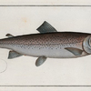Salmo Schifermulleri, The Schifermiller's Salmon.