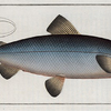 Salmo Wartmanni, The Blue-Salmon.