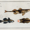 1. 2. Perca Asper, The Rough Perch; 3. Gobius Jozo, The blue Goby.