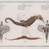 1. 2. Pegasus Draconis, The Sea Dragon;  3. Syngnathus Hippocampus, The Sea-Horse; 4. Syngnathus Pelagicus, The Sea-Pipe.