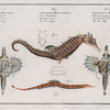 1. 2. Pegasus Draconis, The Sea Dragon;  3. Syngnathus Hippocampus, The Sea-Horse; 4. Syngnathus Pelagicus, The Sea-Pipe.
