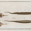 1. 2. Syngnathus Biaculeatus, The Double-Spiny Pipe; 3. Pegasus Natans, The Swimmer.
