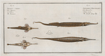 1. 2. Syngnathus Biaculeatus, The Double-Spiny Pipe; 3. Pegasus Natans, The Swimmer.