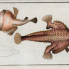 LOphius Vespertilio, The Sea Bat.