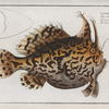 Lophius Histrio, The American Toad-Fish.