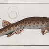 Squalus Canicula, The Bounce.