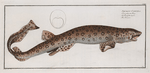 Squalus Canicula, The Bounce.