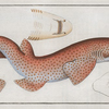 Squalus Catulus, The Lesser Rough Flound.