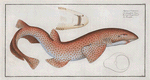 Squalus Catulus, The Lesser Rough Flound.