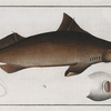 Squalus Centrina, The Centrina.