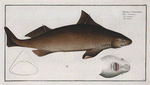 Squalus Centrina, The Centrina.