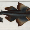 Squalus Squatina, The Angel FIsh.