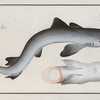 Squalus Galeus, The Tope [Pope].