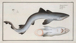 Squalus Galeus, The Tope [Pope].