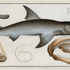 Squalus Carcharias, The White Shark.
