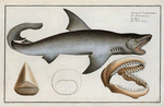 Squalus Carcharias, The White Shark.
