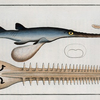 Embrio Squali Pristis, The Saw-Fish.