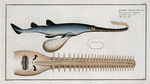 Embrio Squali Pristis, The Saw-Fish.