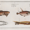 1. Centriscus Scolopax, The Snipe-Fish; 2. Centriscus Scutatus, The Knife Fish; 3. 4. Cyclopterus Liparis, The Unctuous Sucker.