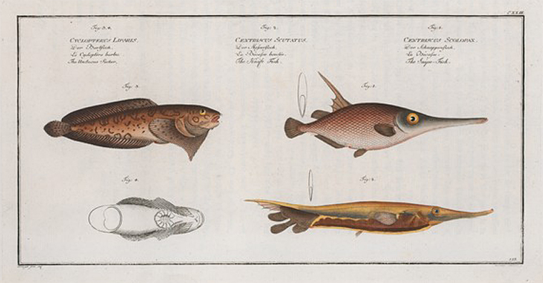1. Centriscus Scolopax, The Snipe-Fish; 2. Centriscus Scutatus, The Knife  Fish; 3. 4. Cyclopterus Liparis, The Unctuous Sucker. - NYPL Digital  Collections