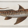 Chimaera Monstrosa, The Chiméra.