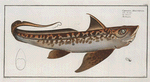 Chimaera Monstrosa, The Chiméra.