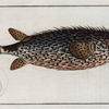 Diodon Atinga, The long Diodon.