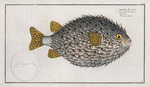 Diodon Hystrix, The round Diodon.