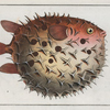 Diodon orbicularis, The prickly Bottlefish.