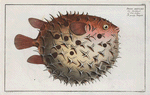 Diodon orbicularis, The prickly Bottlefish.