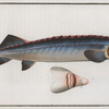 Acipenser Huso, The great Sturgeon.