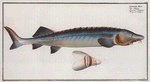 Acipenser Huso, The great Sturgeon.