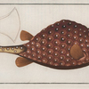 Ostracion Triqueter, The Trunck-fish.