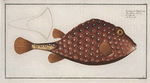 Ostracion Triqueter, The Trunck-fish.