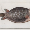 Ostracion Concatenatus, The Knitted -Trunk-Fish.