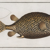 Ostracion Bicaudalis, The double-Spiny Trunk-Fish.