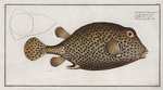 Ostracion Bicaudalis, The double-Spiny Trunk-Fish.