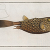 Ostracion Cornutus, The Horn-fish.