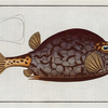 Ostracion Quadricornis, The Cuckold-fish.