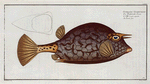 Ostracion Quadricornis, The Cuckold-fish.