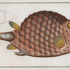 Ostracion Tricornus, The Triangular-fish.