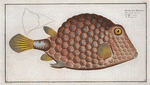 Ostracion Tricornus, The Triangular-fish.