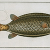 Ostracion cubicus, The Square-Fish.