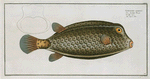 Ostracion cubicus, The Square-Fish.