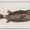 Ostracion Nasus, The Nose-Trunk.