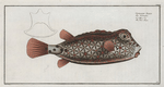 Ostracion Nasus, The Nose-Trunk.