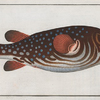 Tetrodon Testudineus, The Toadfish.